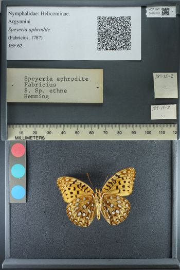 Media type: image;   Entomology 192112